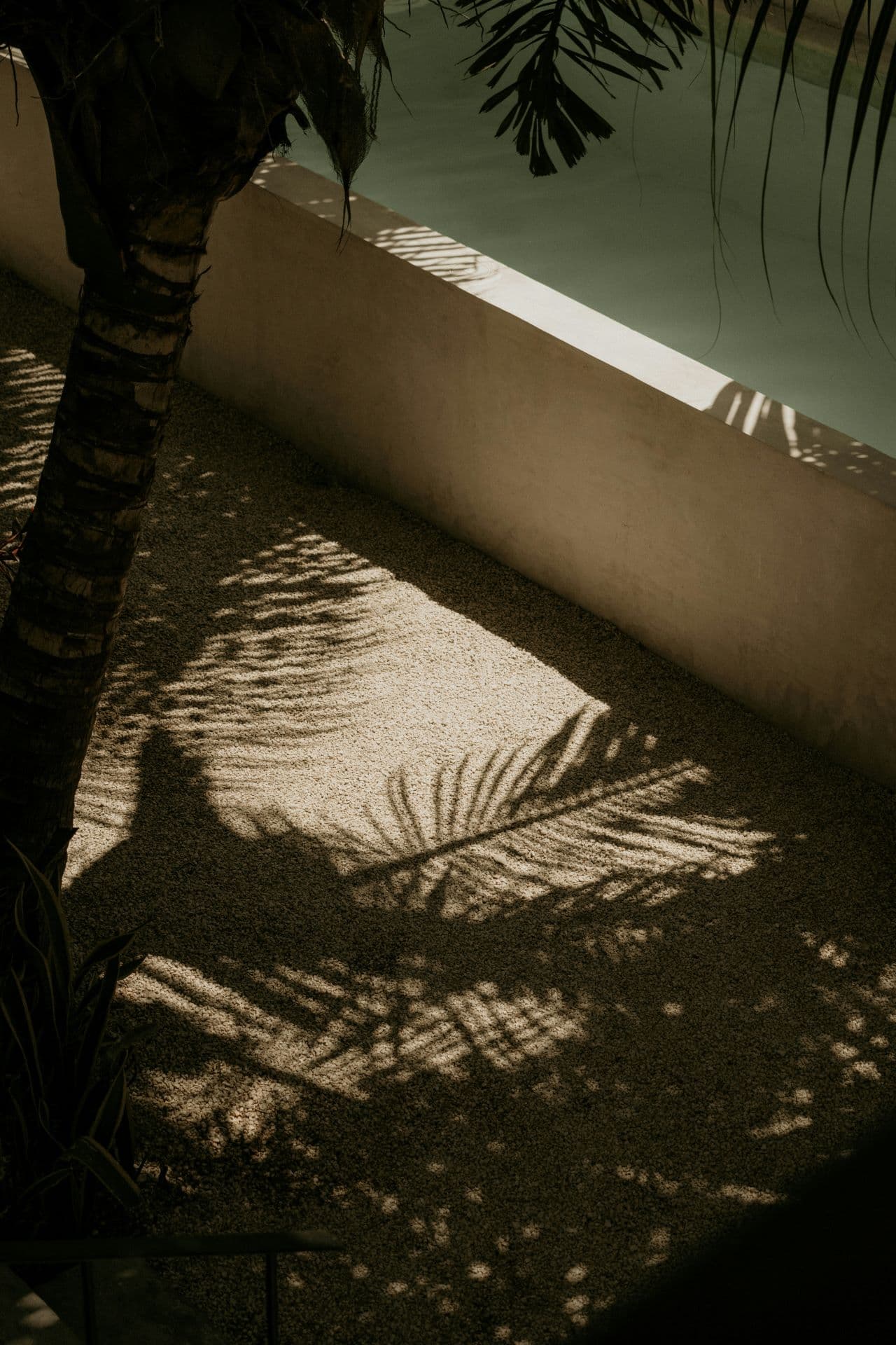 Palm shadows on wall